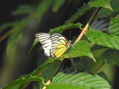 Prioneris philonome