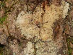Nadvornikia sorediata