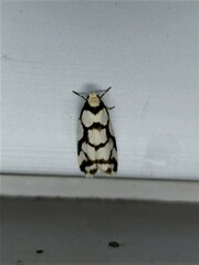 Scaptesyle dichotoma