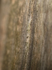 Chaenothecopsis debilis