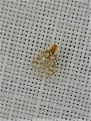 Saccharodite chrysonoe