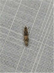 Crocidosema plebejana