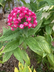 Pentas