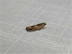 Crocidosema plebejana