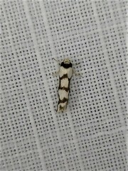 Scaptesyle dichotoma