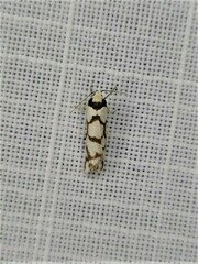 Scaptesyle dichotoma