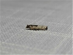 Spilonota constrictana