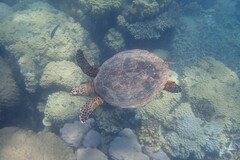 Eretmochelys imbricata