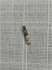 Spilonota constrictana