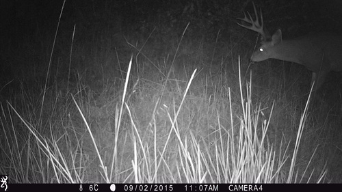 iNaturalist observation photo of Mule Deer