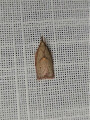 Enchocrates glaucopis
