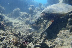 Eretmochelys imbricata