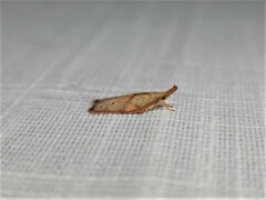 Enchocrates glaucopis