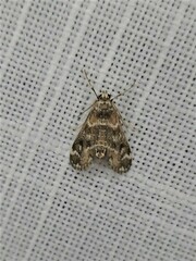 Hygraula nitens