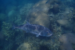 Caranx ignobilis