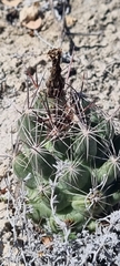 Coryphantha macromeris macromeris