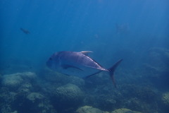 Caranx ignobilis