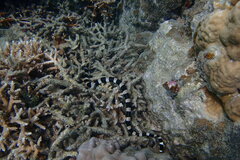 Laticauda saintgironsi