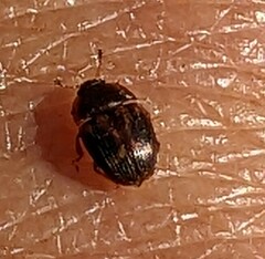 Stelidota geminata