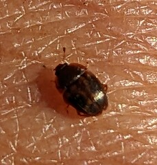 Stelidota geminata