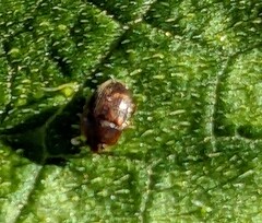 Stelidota geminata