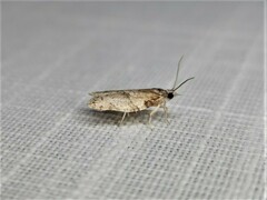 Isotenes miserana