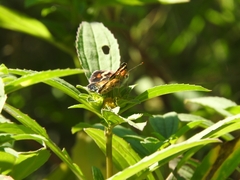 Phyciodes phaon