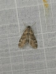 Hygraula nitens