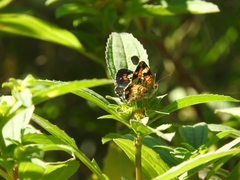 Phyciodes phaon
