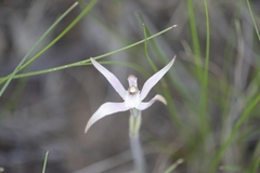 Caladenia hirta