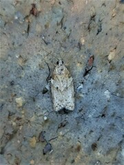 Isotenes miserana