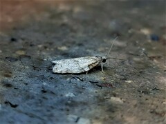 Isotenes miserana