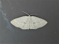 Poecilasthena anthodes