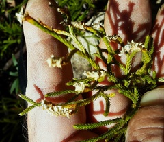 Lycopodium deuterodensum