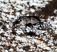 Sphenophorus coesifrons
