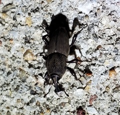 Sphenophorus coesifrons