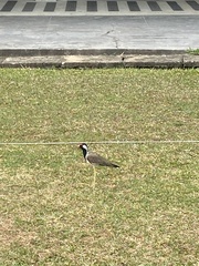 Vanellus indicus