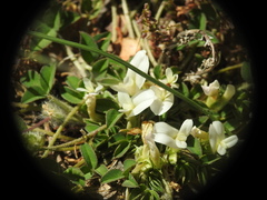 Trifolium uniflorum