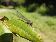 Argia