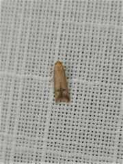 Tachystola hemisema