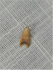 Tachystola acroxantha