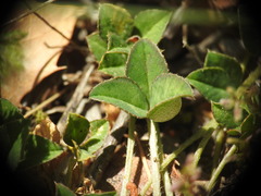 Trifolium uniflorum