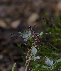 Orthemis ferruginea
