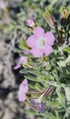 Hebecarpa macradenia