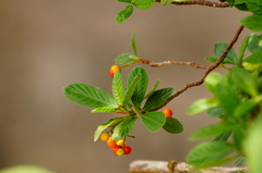 Psychotria erythrocarpa