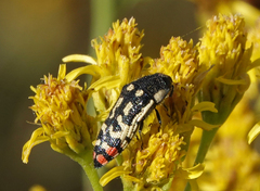 Acmaeodera disjuncta