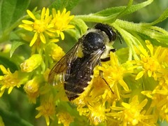 Megachile