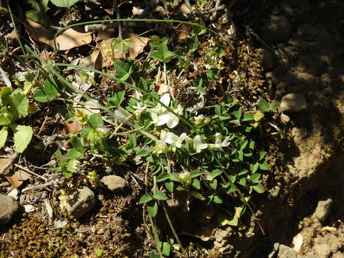 Image of Trifolium uniflorum by (c) Yves Bas, some rights reserved (CC BY)