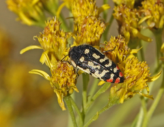 Acmaeodera disjuncta