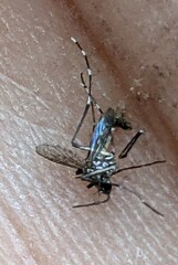 Aedes aegypti